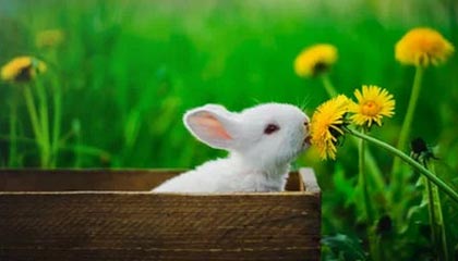 CBA-萨林杰25+13萨姆纳17分 广东胜天津迎8连胜